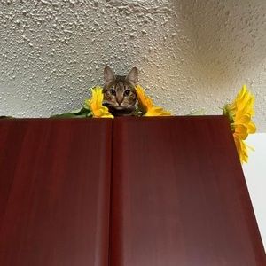 Meet your Posher, Corin